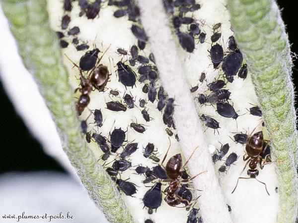 Pucerons et fourmis