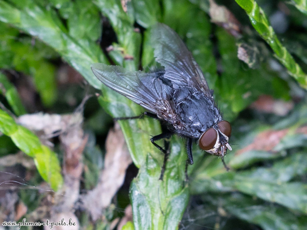 Calliphora vicina