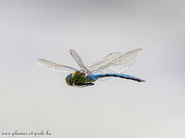 Anax empereur