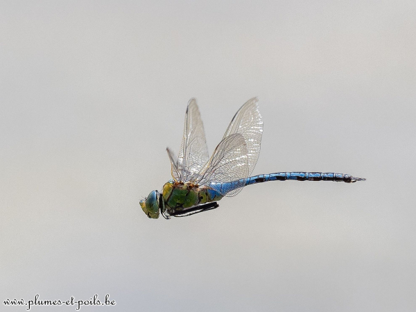 Anax empereur