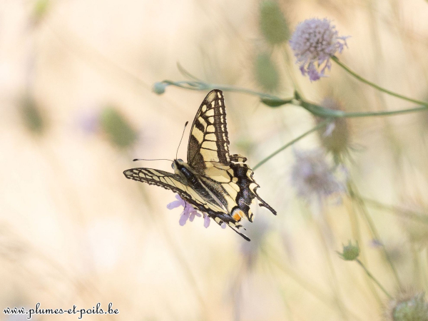 Machaon