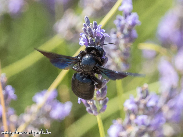 Abeille charpentière
