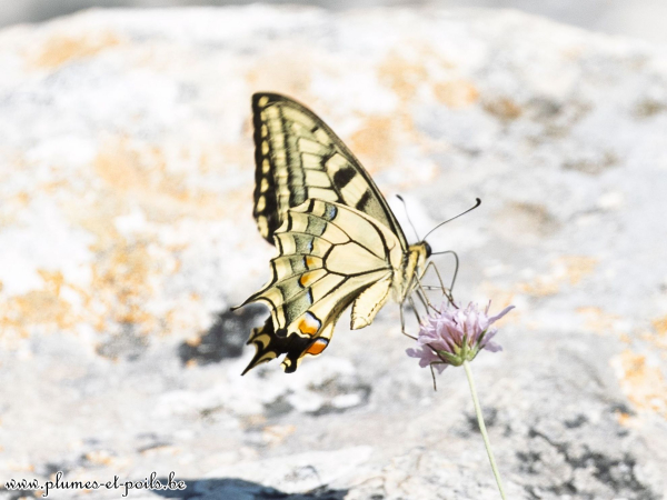 Machaon