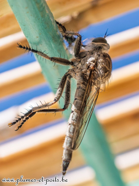 Tolmerus atricapillus