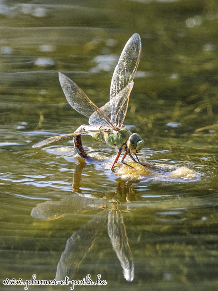 Anax empereur