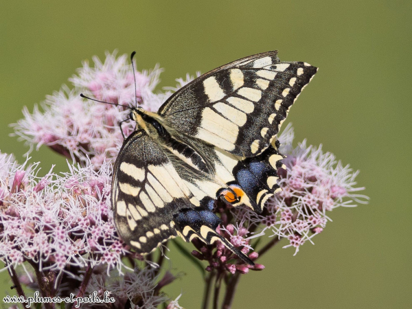 Machaon