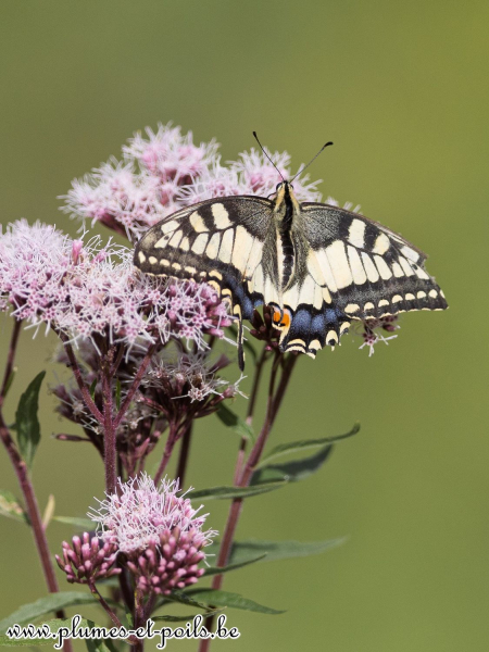 Machaon