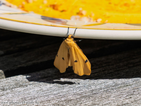Lithosie quadrille