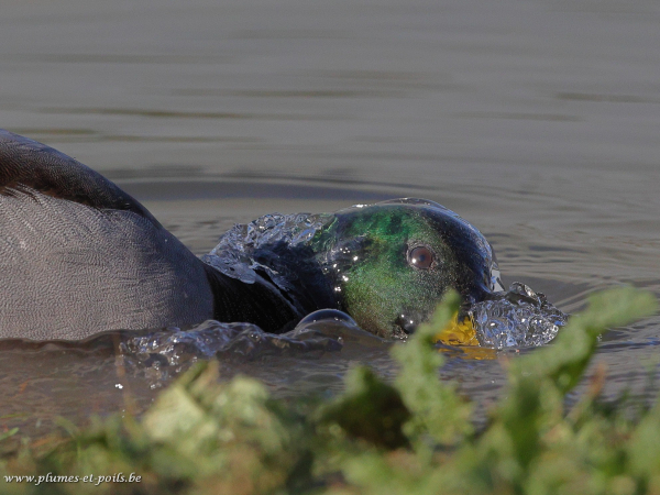 Canard colvert