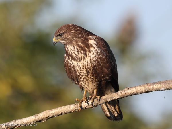 Buse variable