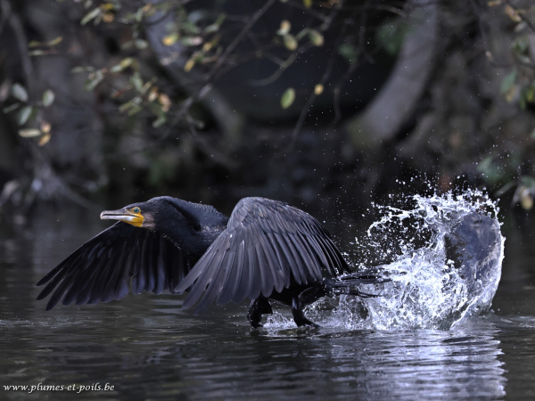 Grand cormoran