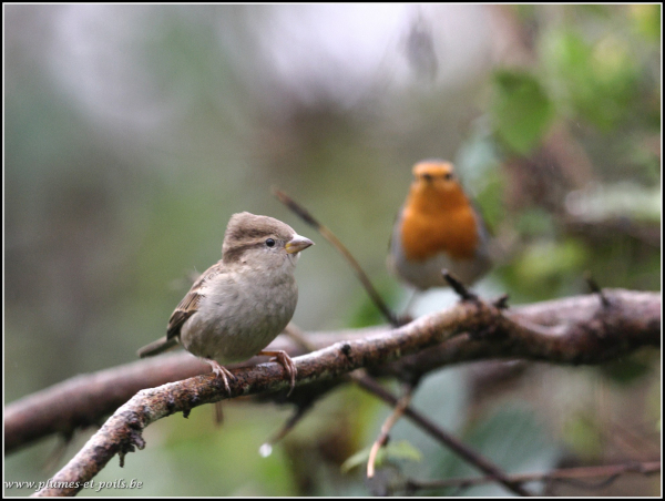 Moineau domestique + rouge-gorge