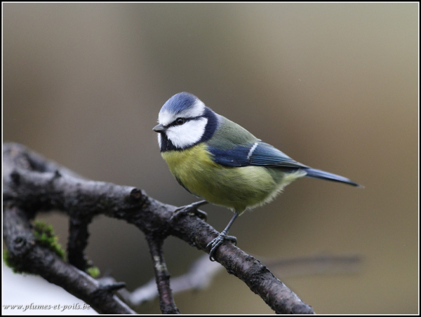 mésange bleue