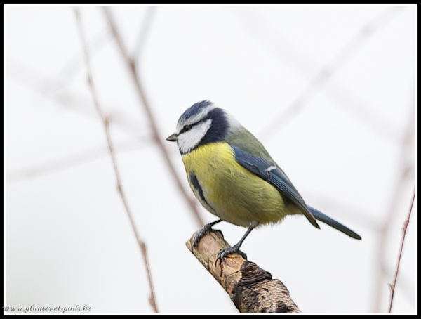 mésange bleue