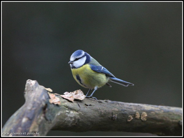 mésange bleue