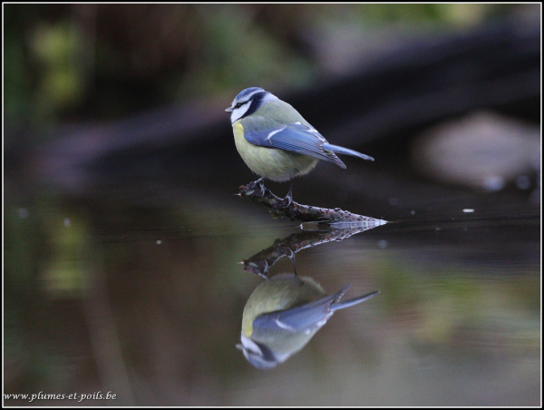 mésange bleue
