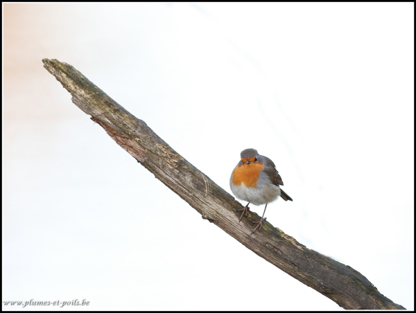 Rouge-gorge