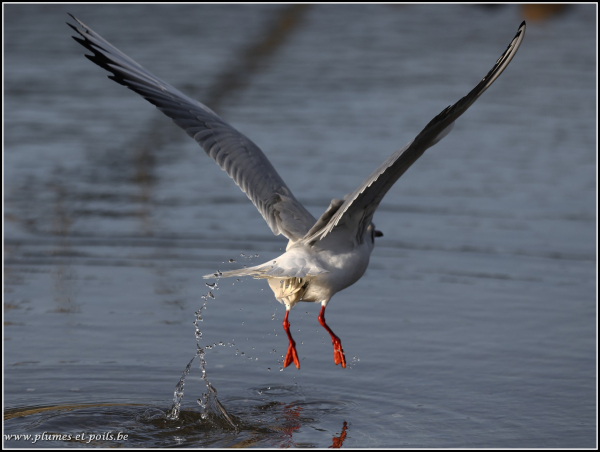 Mouette rieuse