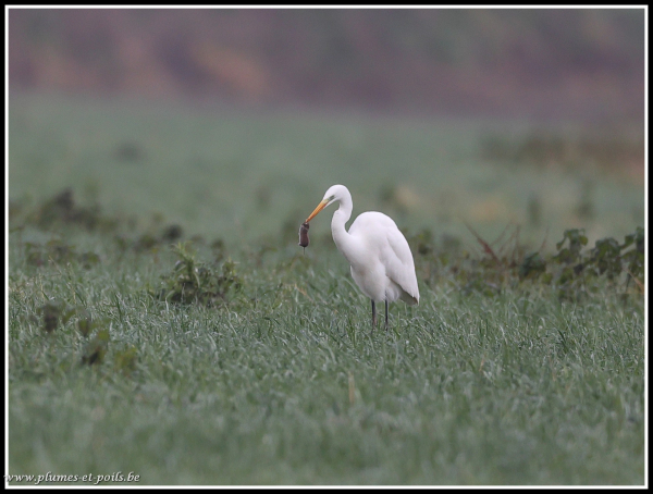 Grande aigrette