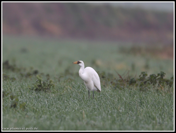 Grande aigrette