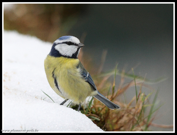 mésange bleue