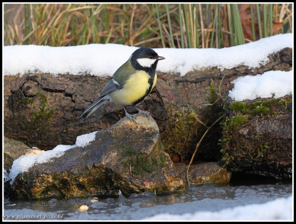 Mésange charbonnière