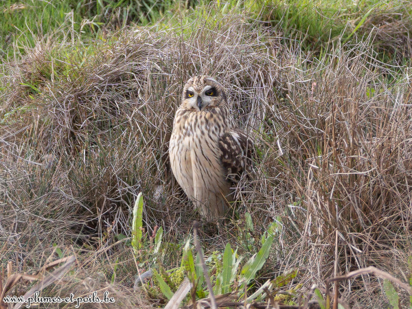 Hibou des marais