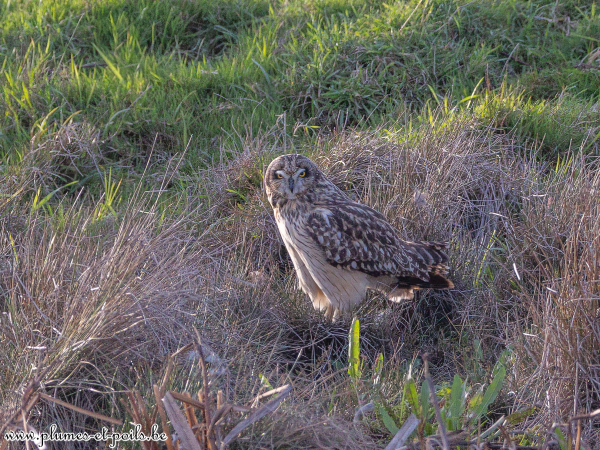 Hibou des marais