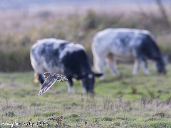Hibou des marais