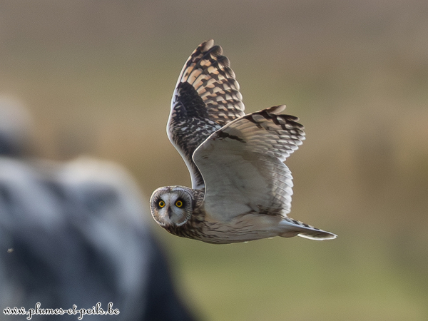 Hibou des marais