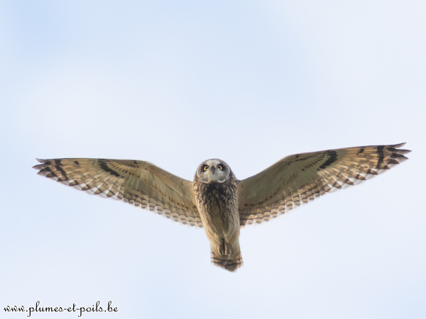 Hibou des marais