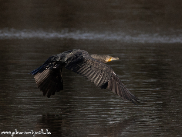 Grand cormoran