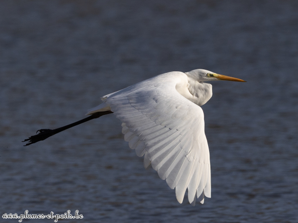Grande aigrette
