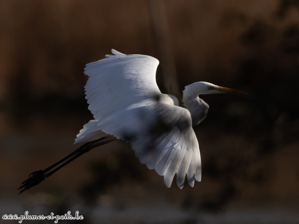 Grande aigrette