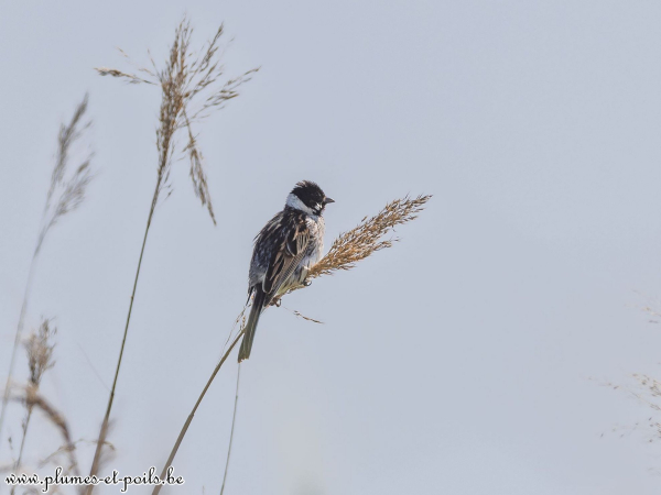 Bruant des roseaux