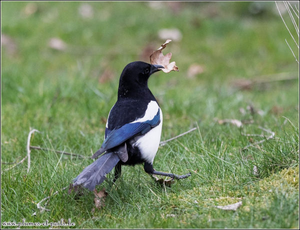 Pie bavarde