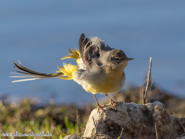 Bergeronnette des ruisseaux