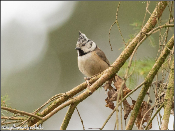 Mésange huppée