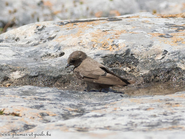 Hirondelle de rochers