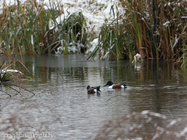 Canards souchets
