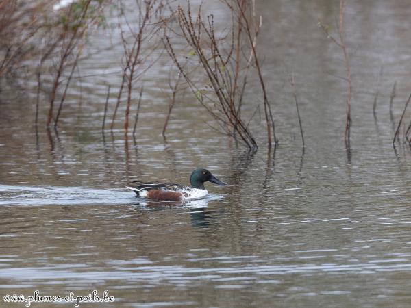 Canard souchet