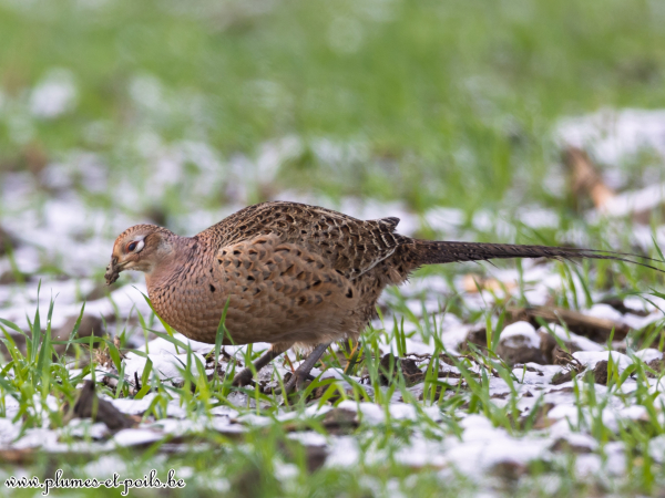 Poule faisanne