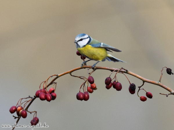 Mésange bleue