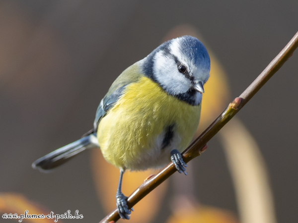 Mésange bleue