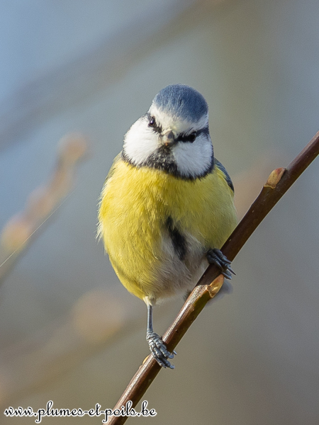 Mésange bleue