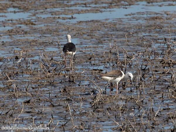 Echasse blanche