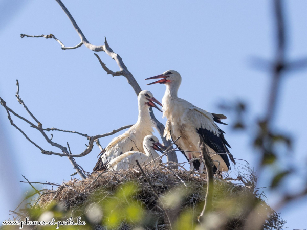 Cigogne blanche