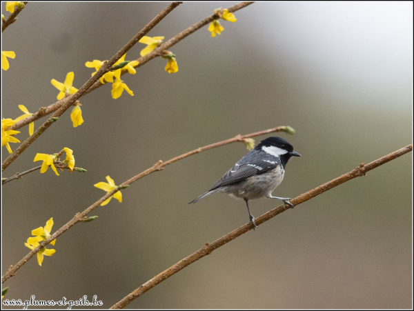 Mésange charbonnière