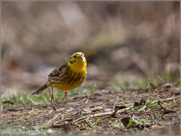 Bruant jaune