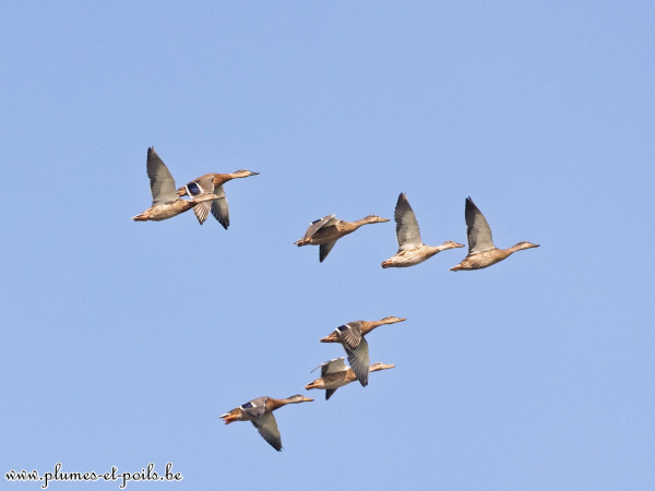 Canards colverts